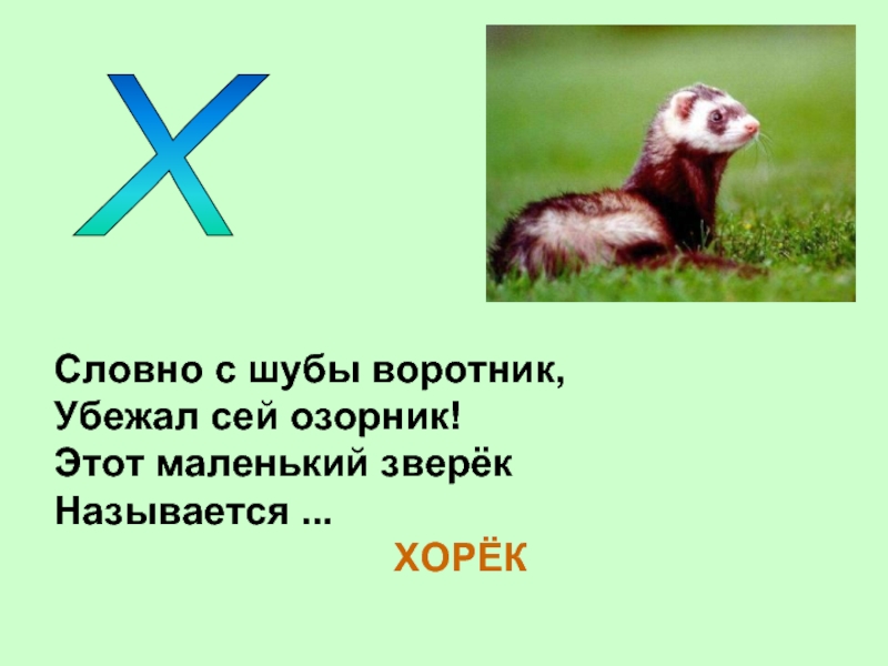 Зверьки звуки буквы. Загадка про хорька. Загадка про хорька для детей. Загадки на букву х. Загадки про хорьков.