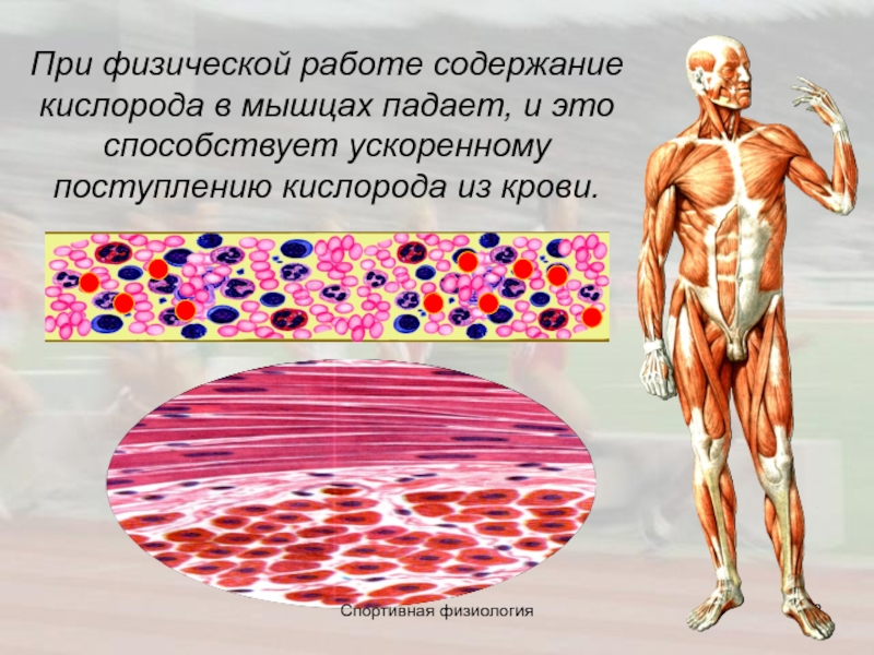 Кислород в мышцах. Спортивная физиология. Хранители кислорода в мышцах. Источник кислорода в мышце.