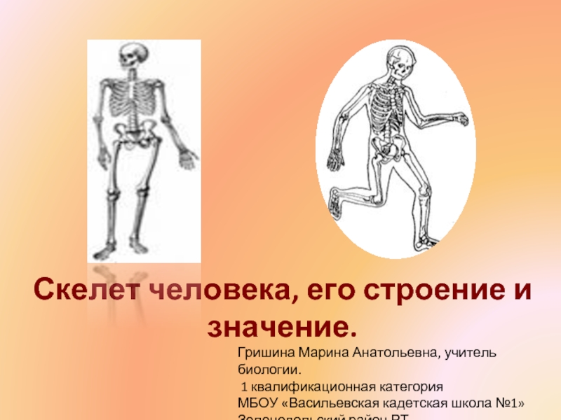 Презентация Строение скелета человека (8 класс)