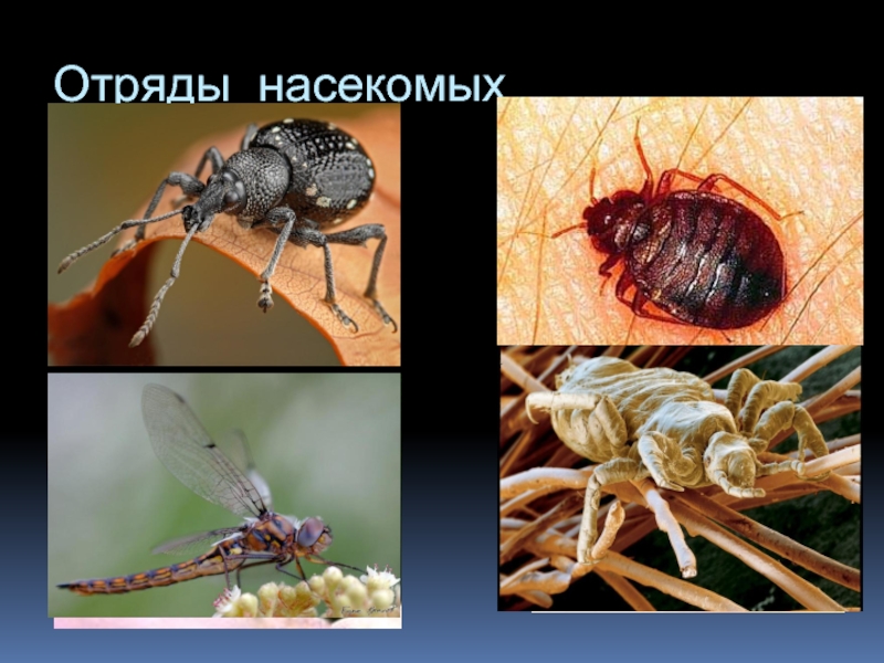 Презентация Отряды насекомых