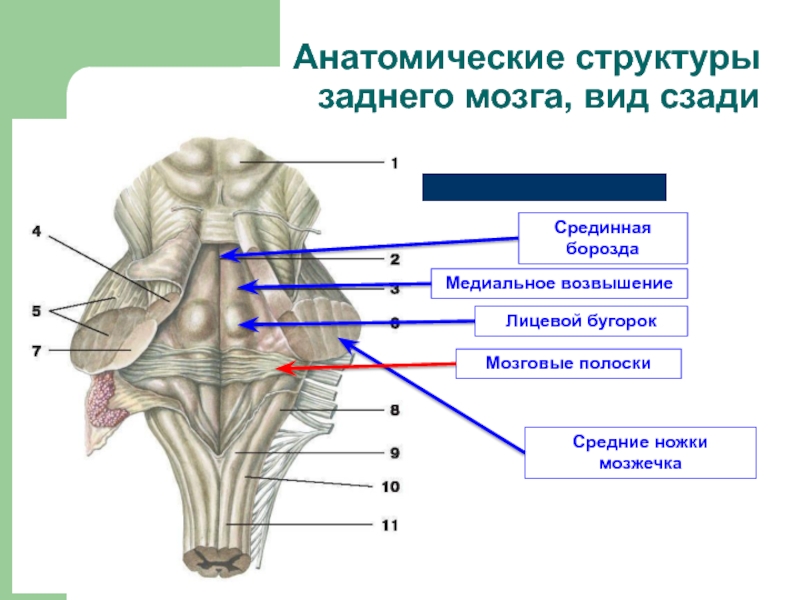 Презентация средний мозг анатомия