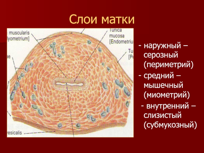 Послойное изображение латынь