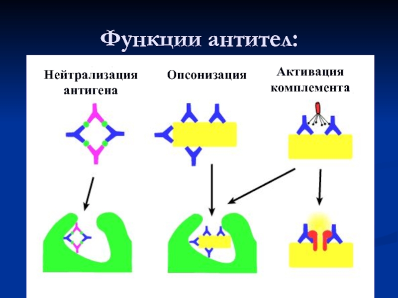 Нейтрализующие антитела. Функции антител иммунология. Эффекторные функции антител иммунология. Механизм действия нейтрализующих антител. Антитела функции в организме.