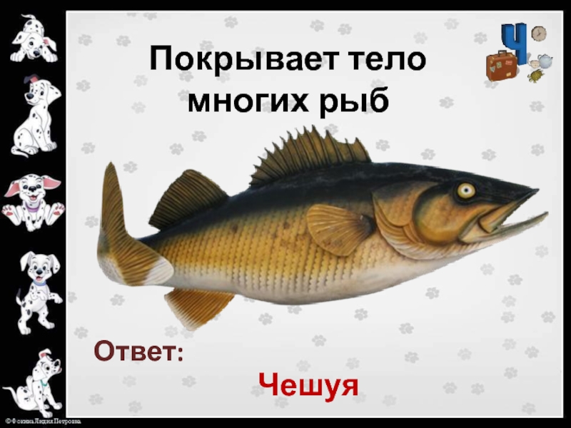 Слова рыба ответы. Ответ рыбы. Рыба на букву ч. Рыбьи имена мужские. Какой мужское имя рыбье ответ.