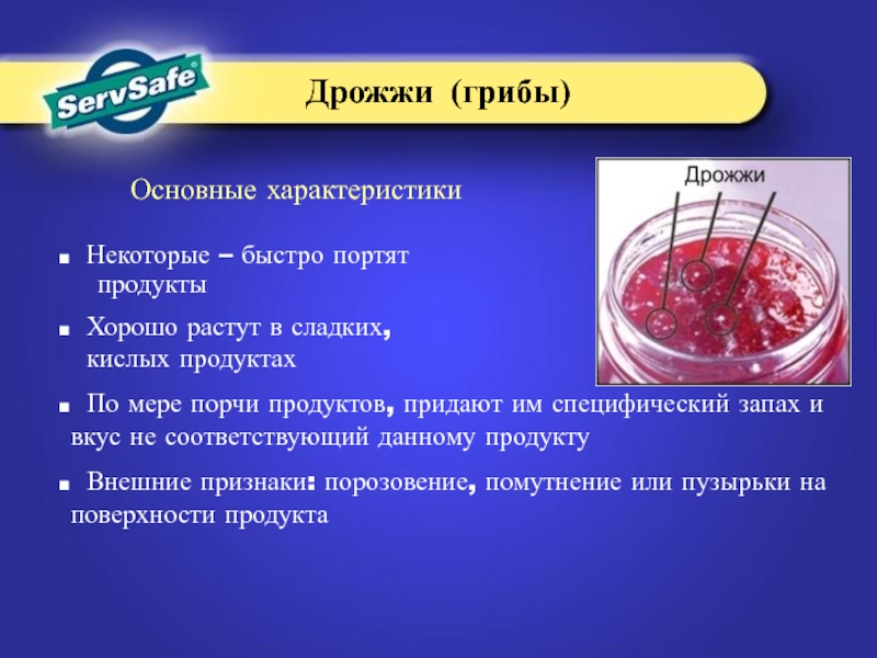 Грибы вызывающие порчу продуктов питания