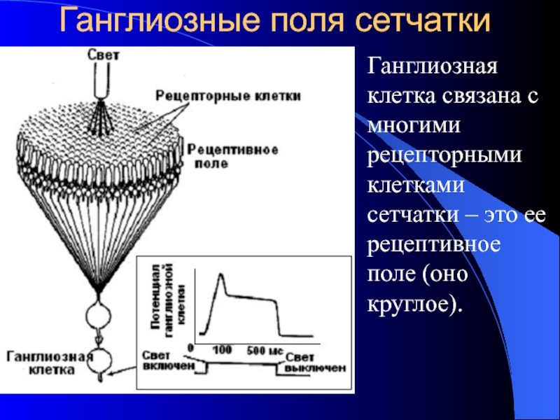 Рецептивное поле. Рецептивное поле ганглиозной клетки. Рецептивные поля ганглиозных клеток сетчатки. Структура рецептивного поля ганглиозной клетки. 4. Рецептивные поля ганглиозных нейронов.