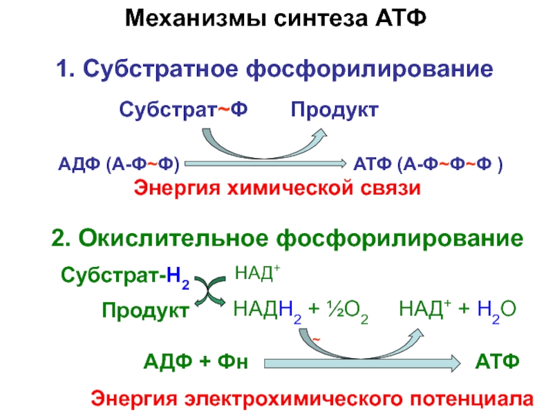 Необходима для синтеза атф. Механизм образования АТФ уравнение реакции. Механизм субстратного фосфорилирования. Способы синтеза АТФ: субстратное фосфорилирование. Окислительное фосфорилирование путь синтеза.