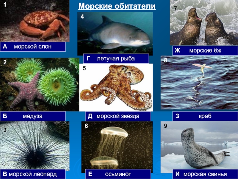Обитатели океана конспект. Обитатели морей и океанов. Обитатели моря с названиями. Подводные животные названия. Морские и Океанические обитатели.