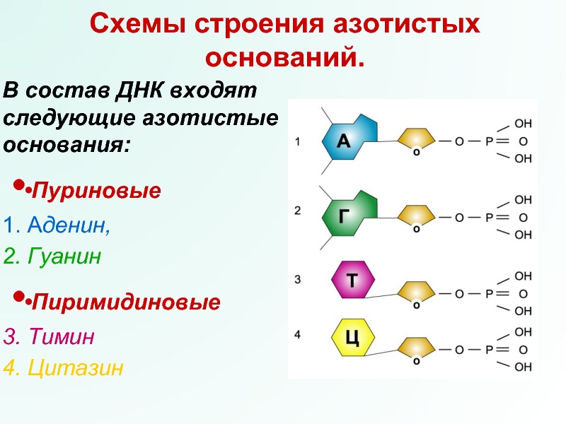 Презентация днк 10 класс. Структура ДНК азотистые основания. Строение ДНК азотистые основания. Схемы строения азотистых оснований.. В состав ДНК входят азотистые основания.