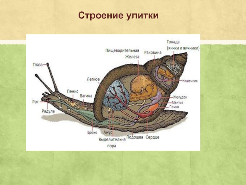 Строение улитки ахатины картинка