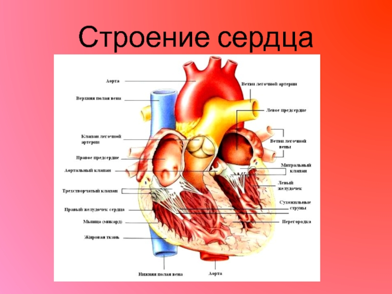 Строение сердца на рисунке