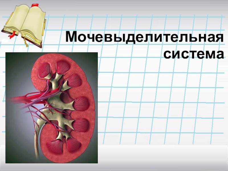 Презентация Мочевыделительная система