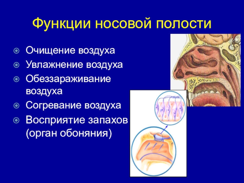 Носовая полость презентация