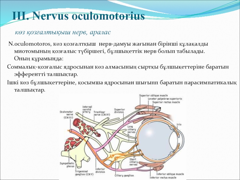 Презентация глазодвигательный нерв