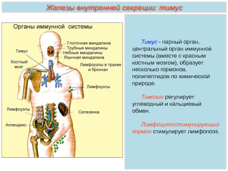 Тимус - парный орган, центральный орган иммунной системы (вместе с красным костным мозгом), образует несколько гормонов, полипептидов