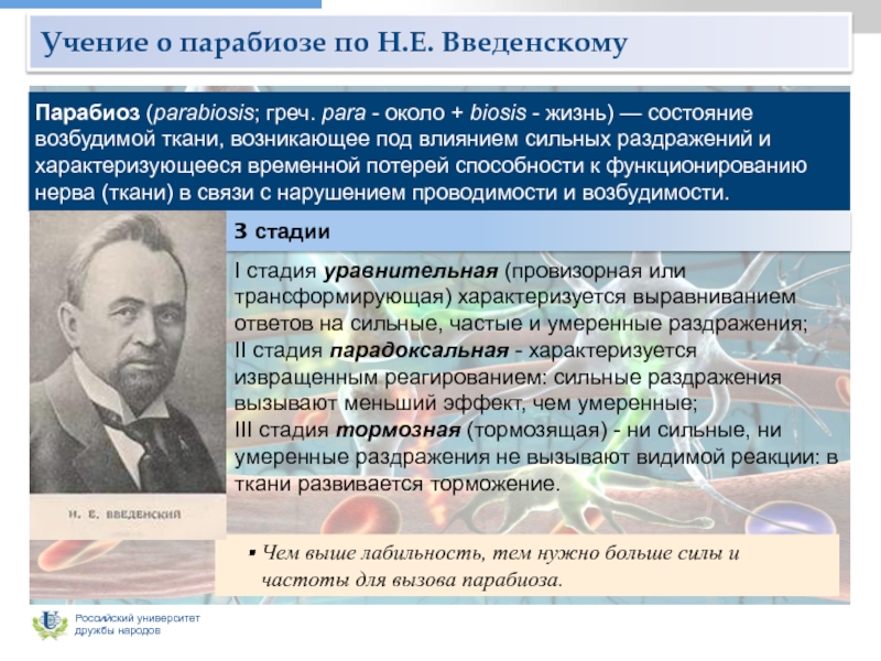 Н учение. Учение н.е. Введенского о парабиозе.. Парабиоз и его фазы н.е Введенский. Парабиоз Введенского физиология. Учение н.е. Введенского о парабиозе. Фазы парабиоза..