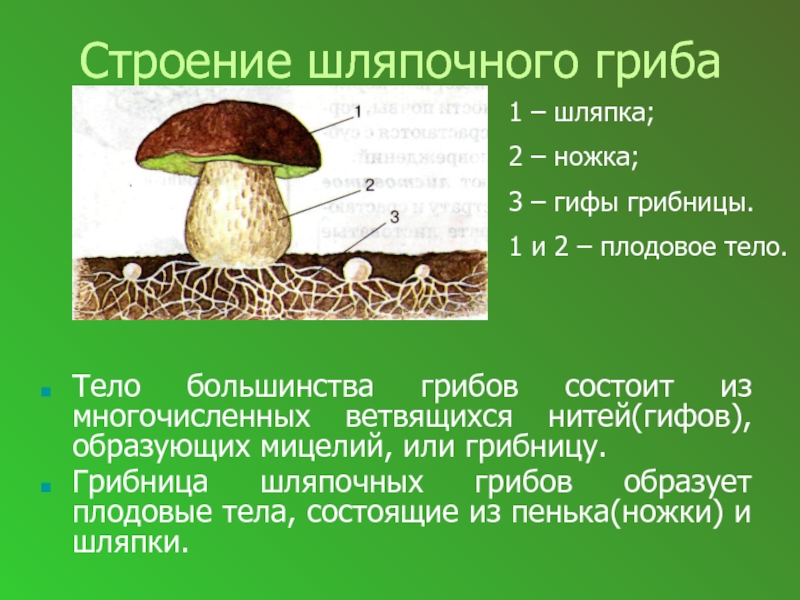 Строение шляпочного грибаТело большинства грибов состоит из многочисленных ветвящихся нитей(гифов), образующих мицелий, или грибницу.Грибница шляпочных грибов образует