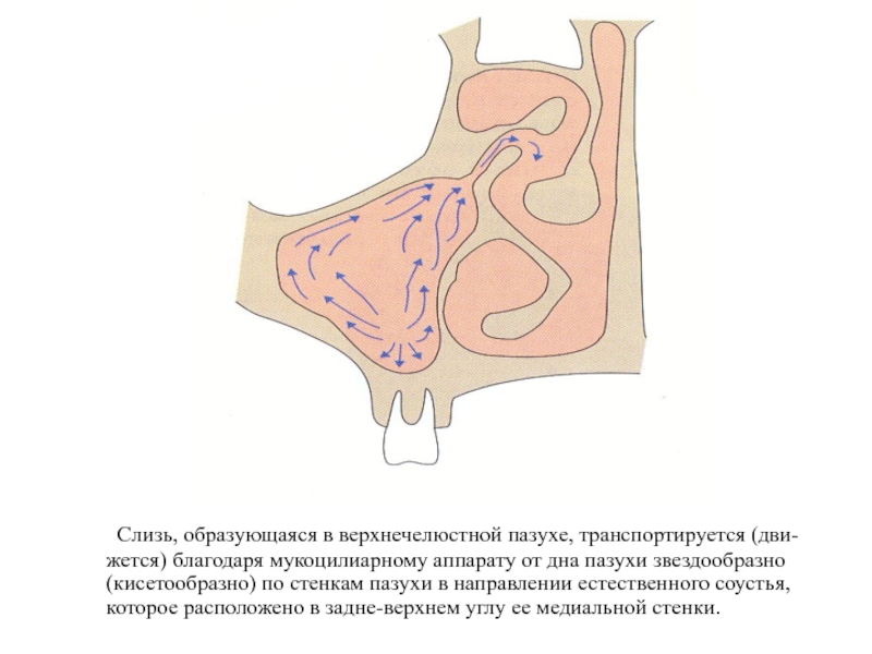 Где скапливаются сопли в носу схема