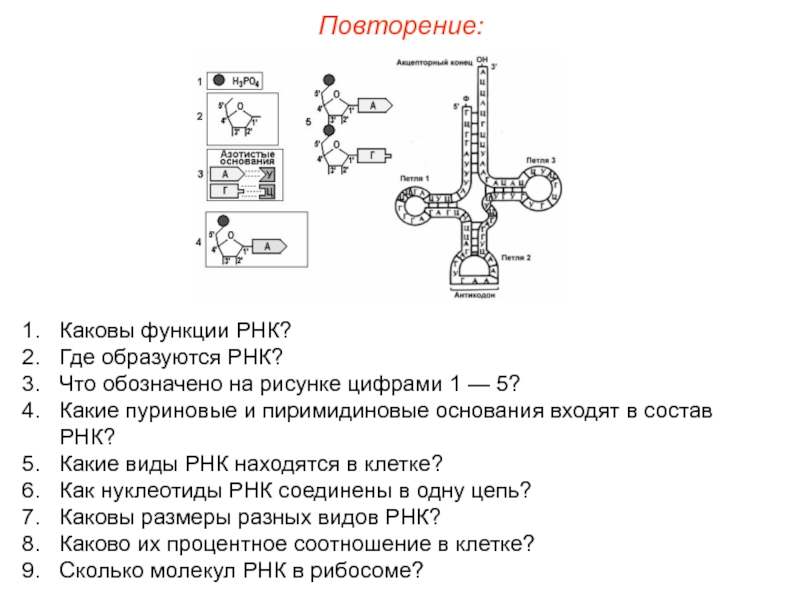 Какой процесс показан на рисунке какова функция структуры обозначенной цифрой 3 что обозначено 124