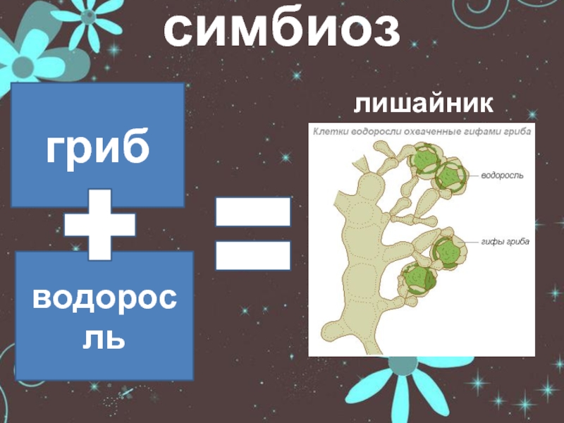 Грибы и лишайники презентация 7 класс