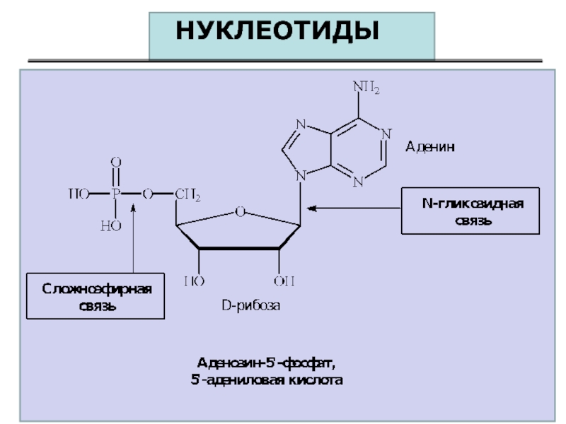 Схема строения нуклеотида общая формула