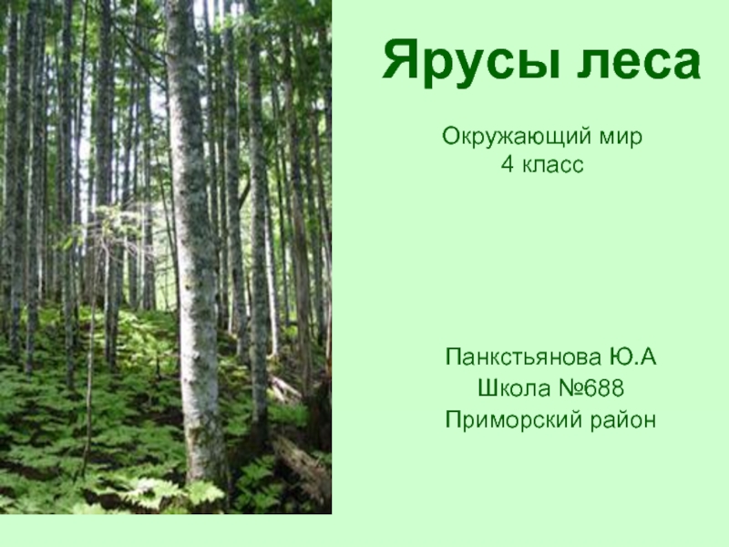 Ярусы леса (4 класс)