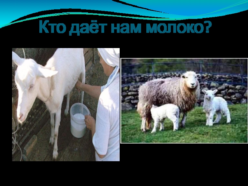 Овечье и козье молоко