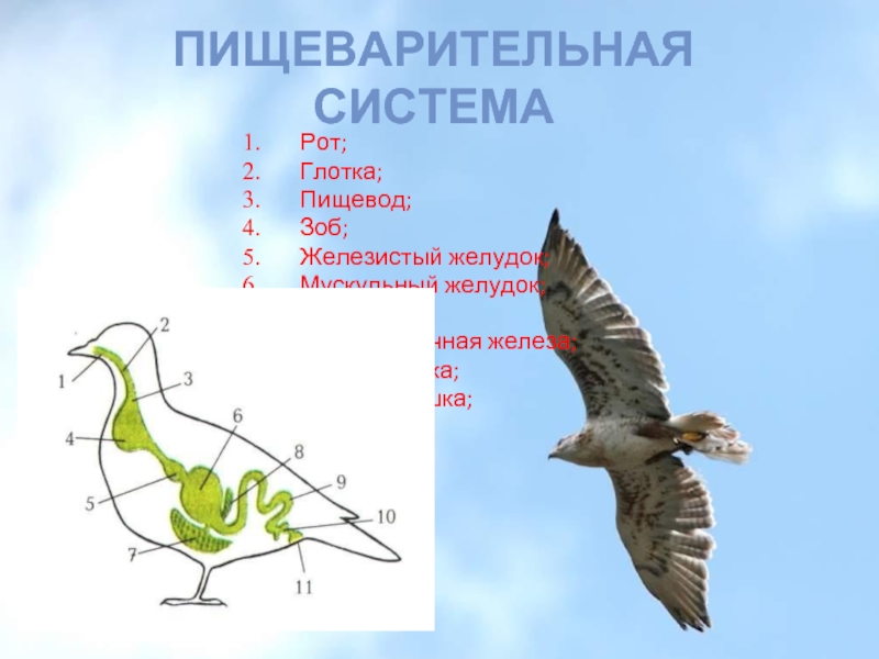 План внутреннего строения птиц