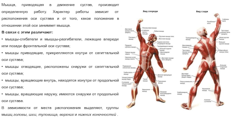 Мышцы приводящие сустав в движение. Вспомогательный аппарат мышц блоки. Вспомогательный аппарат мышц анатомия. Роль вспомогательного аппарата мышц. Работа мышцы зависит