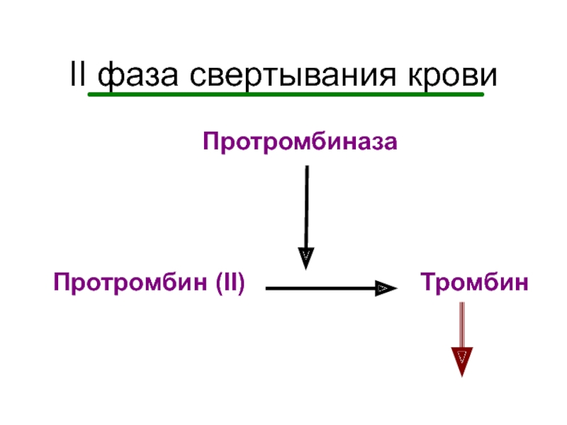 Фазы свертывания крови схема