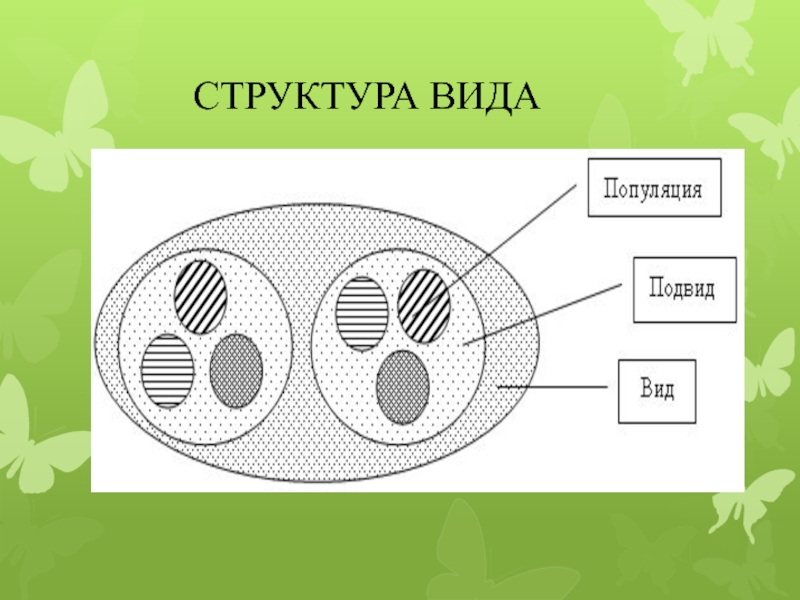 Популяции 9 класс презентация