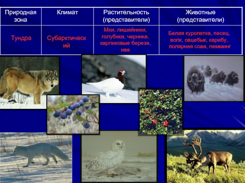 План конспект природные зоны северной америки