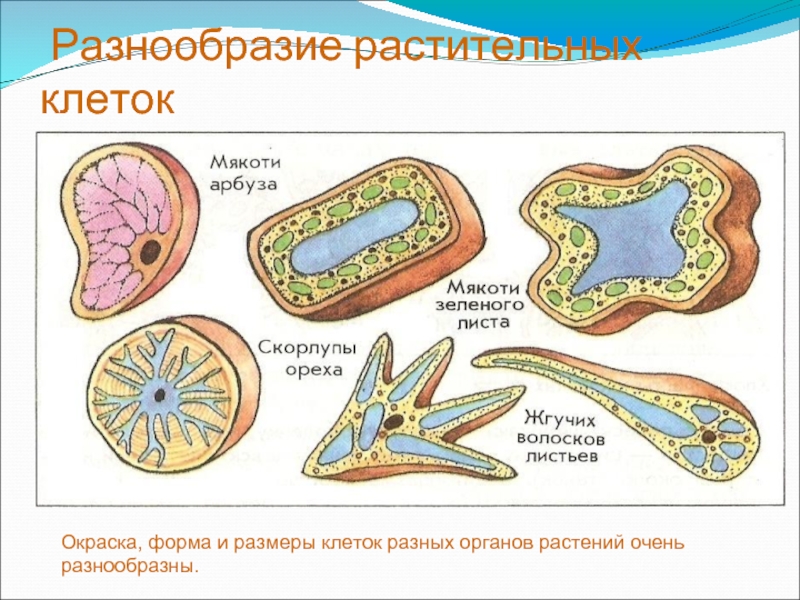 Форма клетки растений. Формы растительных клеток. Разнообразие форм клеток. Различные формы клеток растений.