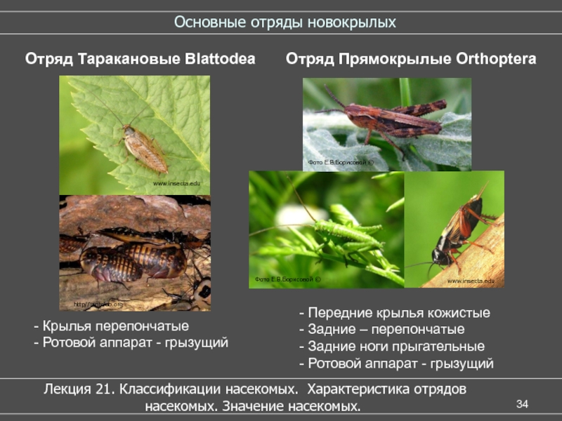 Общая характеристика насекомых презентация