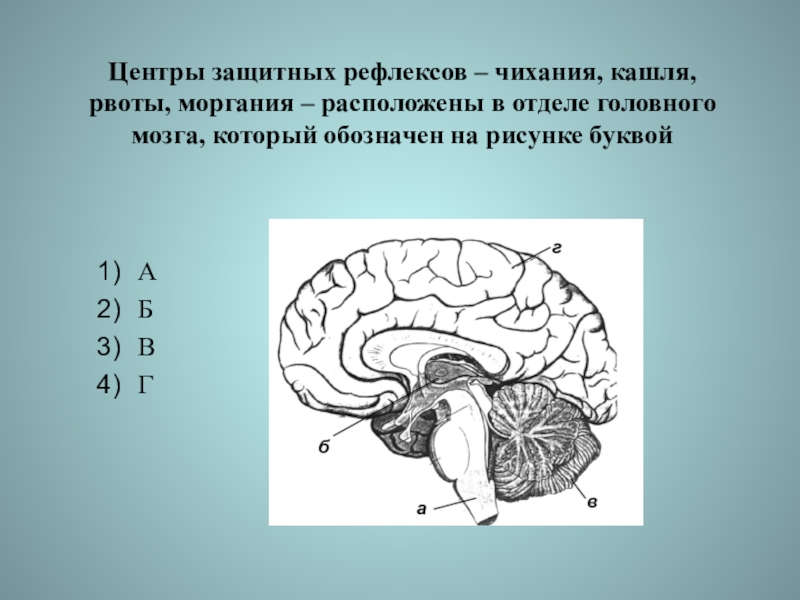 Какой буквой на рисунке обозначен отдел головного мозга в котором расположены центры обеспечивающие