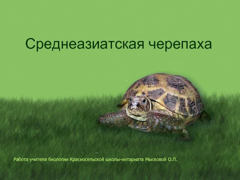 Презентация Среднеазиатская черепаха