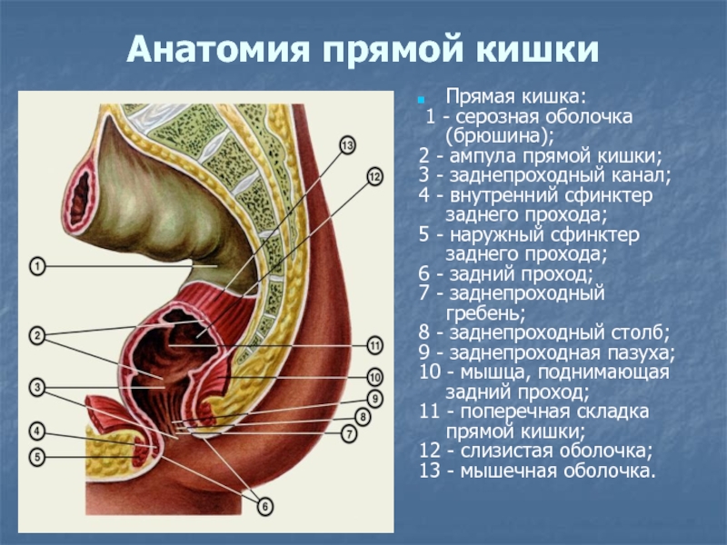 Строение прямой кишки и заднего прохода в разрезе у женщин фото