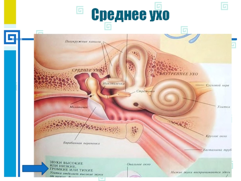 Анатомия среднего уха презентация