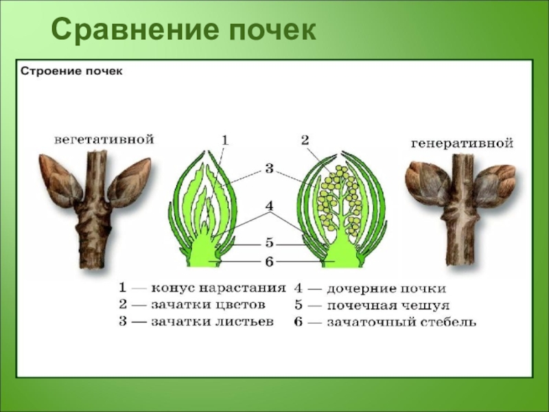 Покажите стрелками и подпишите на рисунке зачаточный стебель конус нарастания зачаточные листья