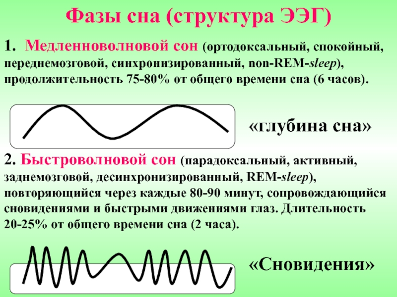 Разные фазы. Ортодоксальный и парадоксальный сон. Фазы медленноволнового сна. Фазы сна ЭЭГ. Быстроволновой и МЕДЛЕННОВОЛНОВОЙ сон.