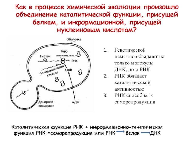 Химическая эволюция процессы. Химическая Эволюция. Химическая Эволюция что происходило. Биохимическая Эволюция. Биохимическая память.