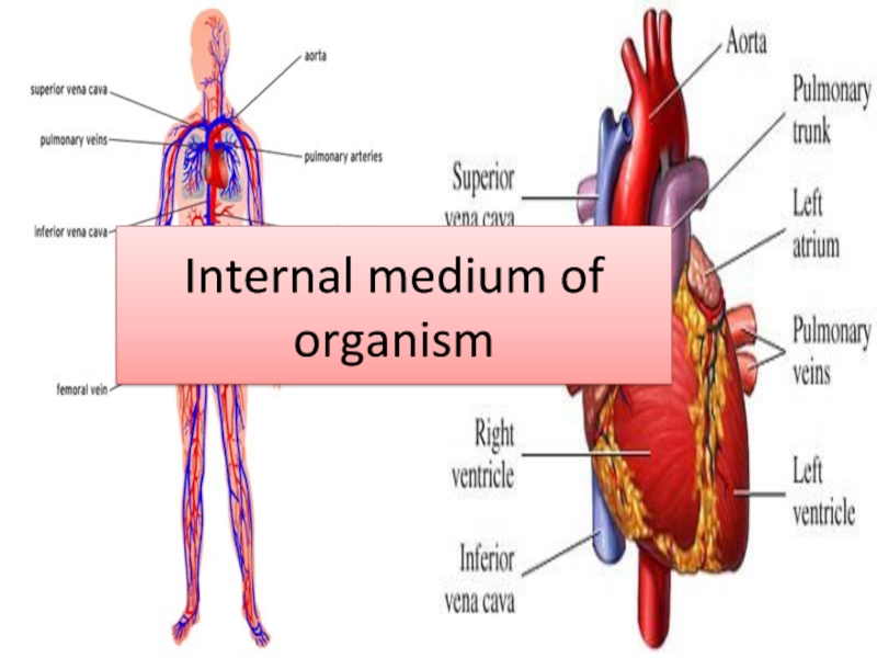 Internal medium of organism