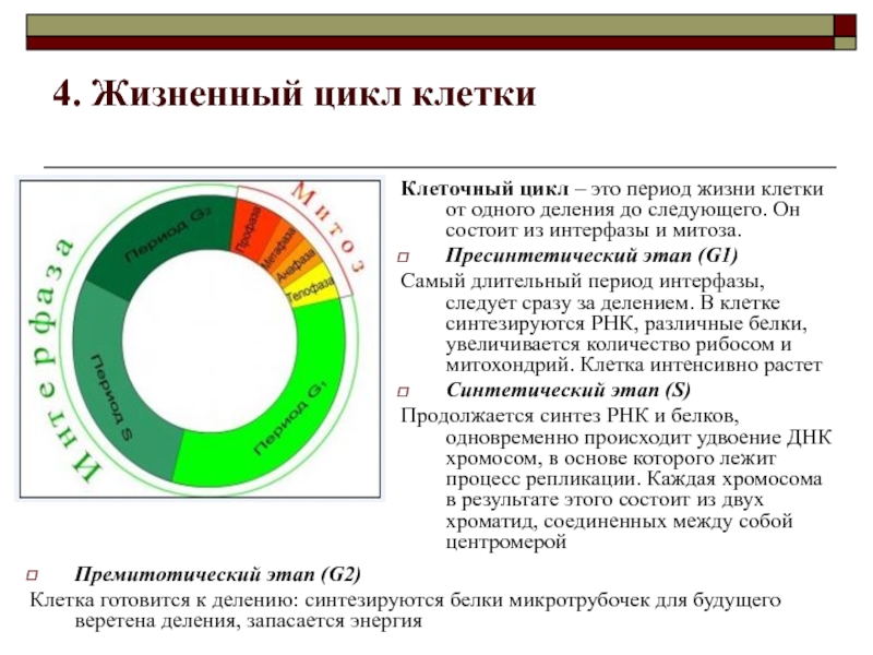 Жизненный цикл клетки презентация