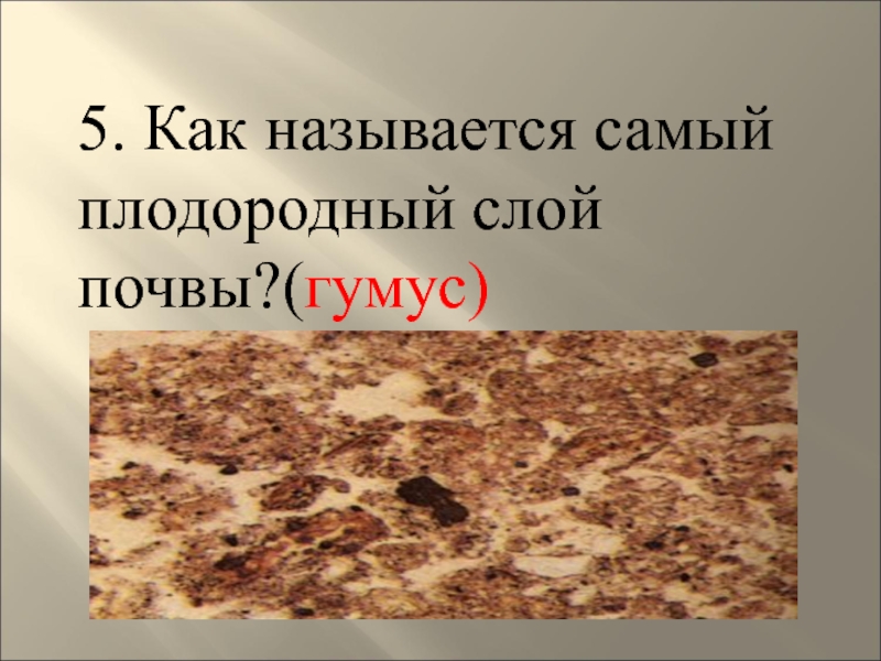 Какой тип почвы самый плодородный. Самый плодородный слой почвы. Как называется самая плодородная почва. Название самых плодородных почв. Самая плодородная.