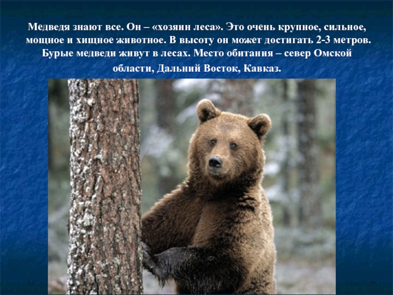 Бурый медведь приспособления. Медведь хозяин леса. Среда обитания бурого медведя в России. Медведь хозяин леса это знают. Презентация по теме медведь хозяин леса.