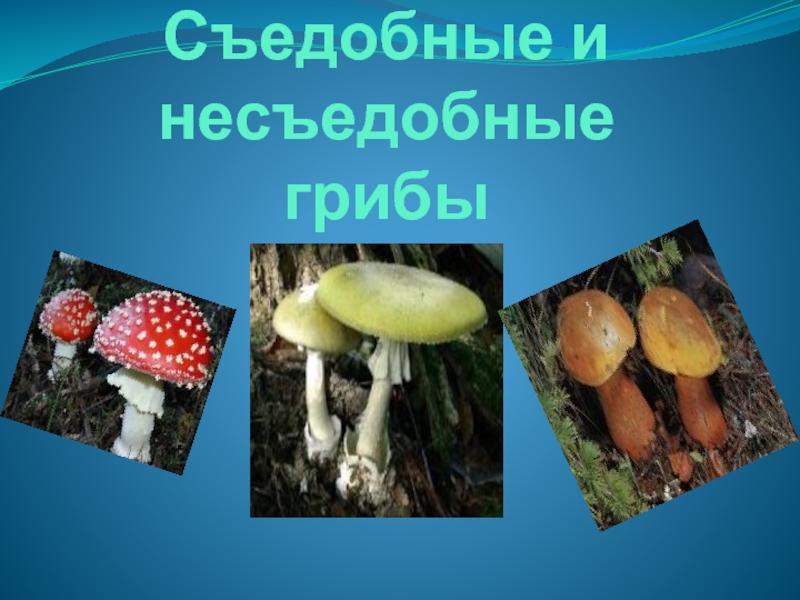 Съедобные и несъедобные грибы