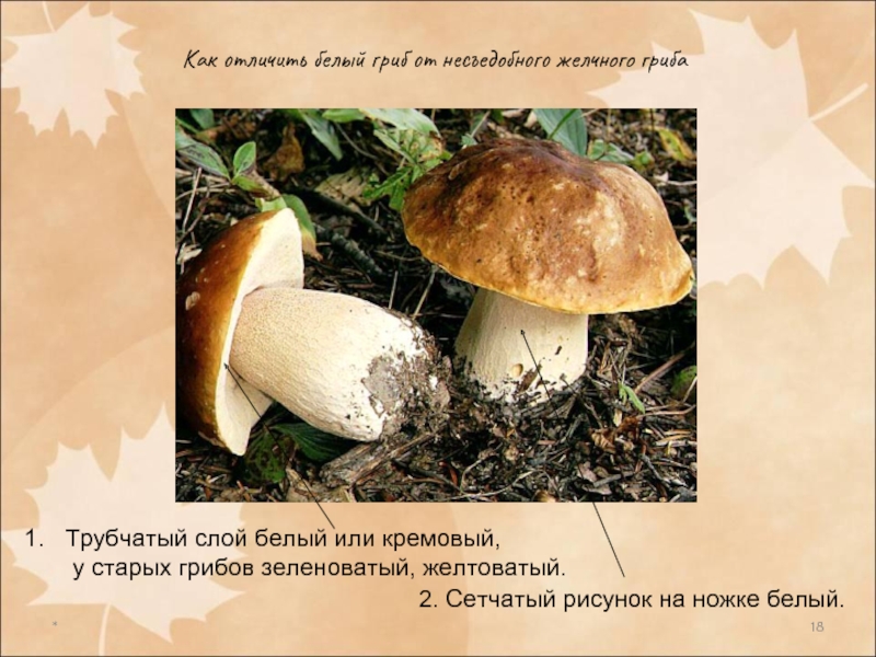 *Как отличить белый гриб от несъедобного желчного грибаТрубчатый слой белый или кремовый,    у старых