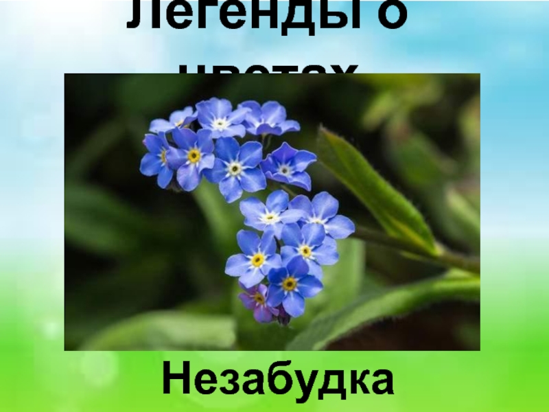 Легенды о цветах. Незабудка