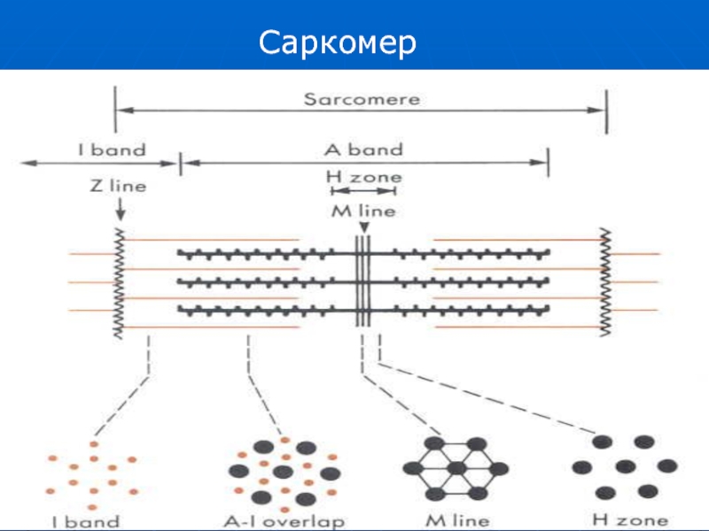 Саркомер. Элементы саркомера. Из чего состоит саркомер. Границы саркомера.