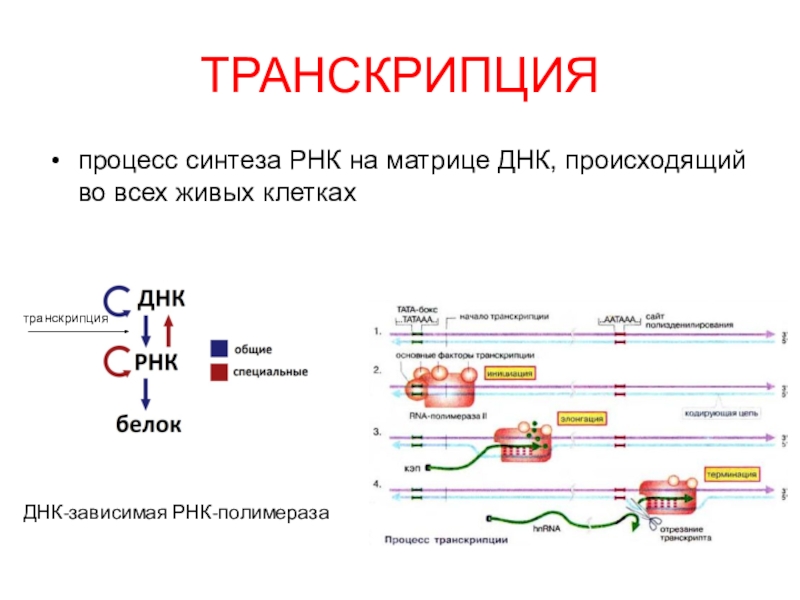 ТРАНСКРИПЦИЯ
процесс синтеза РНК на матрице ДНК, происходящий во всех живых